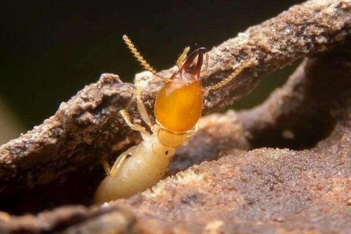 bye bye bugs texas pest control termite